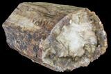 Wide, Petrified Wood Log ( Lbs) - Madagascar #90240-3